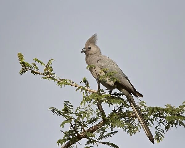 Grey lourie (Go-away bird) (Corythaixoides concolor), Kruger National Park, South Africa, Africa