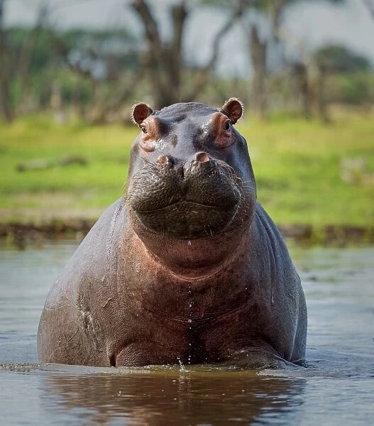 Hippopotamus, Okavango Delta, Botswana, Africa curves adjustments, medium vignette