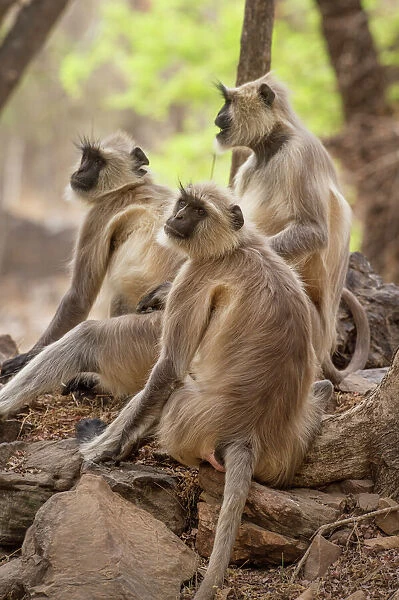 Langur monkey, Ranthambhore National Park, Rajasthan, India, Asia