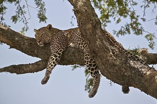 Leopard (Panthera pardus) relaxing in a tree, Serengeti National Park, Tanzania, East Africa