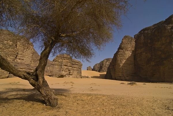 Lonely tree in the Sahara, Southern Algeria, North Africa, Africa