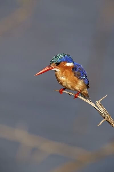 Malachite kingfisher (Alcedo cristata), Kruger National Park, South Africa, Africa