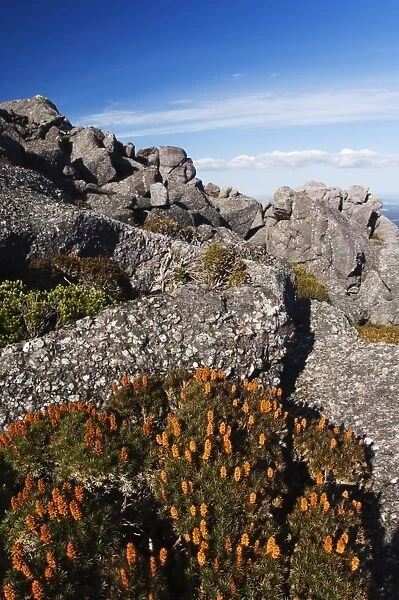 Mountain flowers, Black Bluff, Tasmania, Australia, Pacific