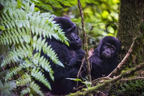 Mountain gorilla (Gorilla beringei beringei) in the Bwindi Impenetrable National Park, Uganda, East Africa, Africa