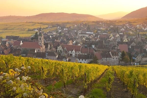 Overview of Riquewihr and vineyards at sunset in autumn, Riquewihr, Alsace, France, Europe