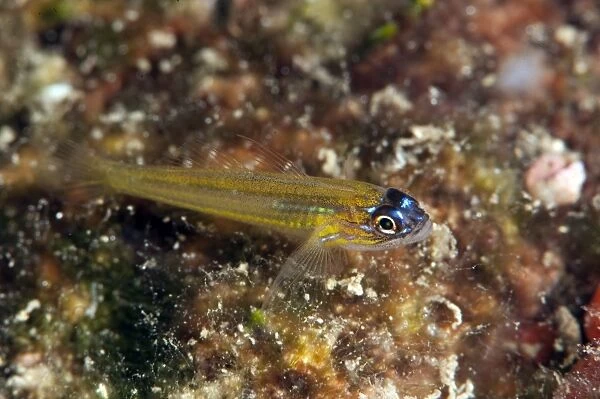 Peppermint goby (Coryphopterus lipernes), Dominica, West Indies, Caribbean, Central America