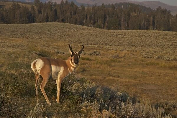 Pronghorn buck (Antilocapra americana), Lamar Valley, Yellowstone National Park, UNESCO World Heritage Site, Wyoming, United States of America, North America