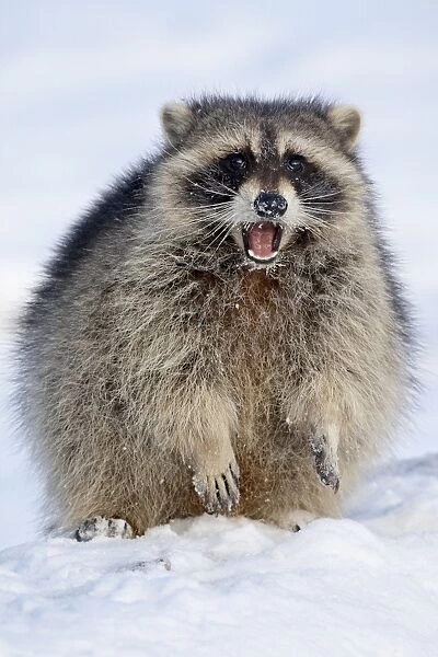 Raccoon (Procyon lotor) in the snow, in captivity, near Bozeman, Montana