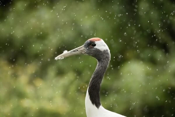 Red crowned crane (Japanese crane) (Grus Japonensis), United Kingdom, Europe