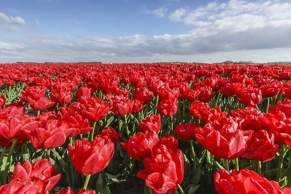 Red tulips and clouds in the sky, Yersekendam, Zeeland province, Netherlands, Europe