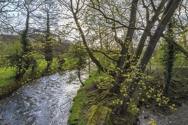River Wye, trees and Peak Tor in spring, Rowsley, Derbyshire, England, United Kingdom, Europe