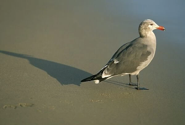 Sea gull on beach