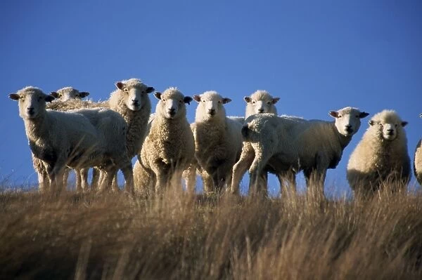 Sheep, part of life and the economy