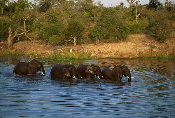 Small group of African elephants in water