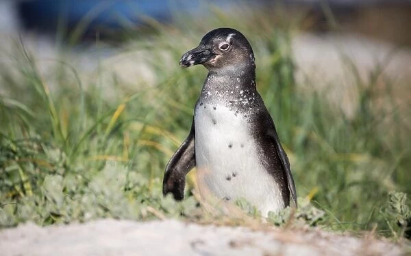 South African penguin (jackass penguin) at Boulders Beach in Simons Bay on the Cape Peninsula