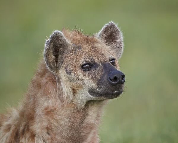 Spotted hyena (spotted hyaena) (Crocuta crocuta), Ngorongoro Crater, Tanzania, East Africa, Africa