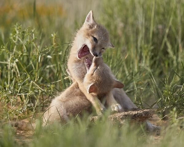 Swift fox (Vulpes velox) kits playing, Pawnee National Grassland, Colorado, United