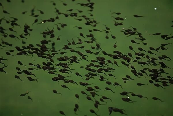 Tadpoles in pond in Zhangjiajie Forest Park, Wulingyuan Scenic Area, Hunan, China, Asia