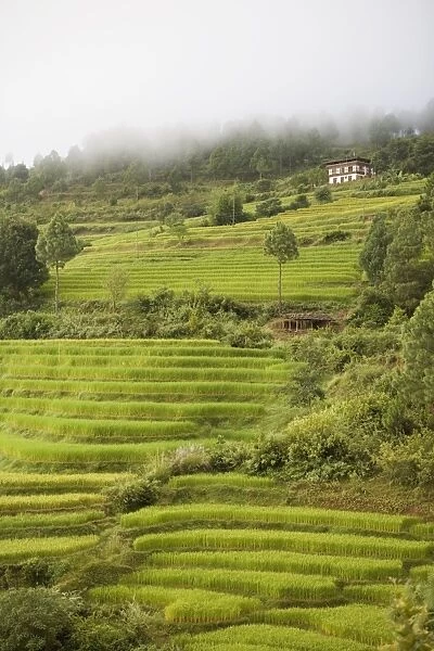 Terraced rice fields, Punakha, Bhutan, Asia