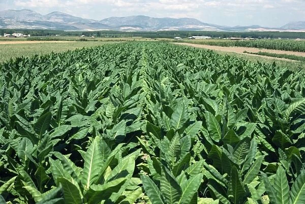 Tobacco growing near Granada