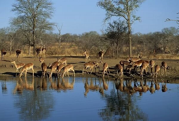 Tranquil scene of a group of impala