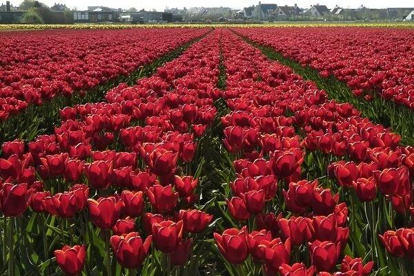 Tulip bulb fields