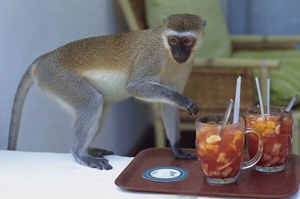 Vervet monkey stealing fruit from the hotel balcony in Mombasa