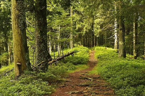 Walking trail, Hochkopf, near Schonau, Black Forest, Baden-Wurttemberg, Germany, Europe