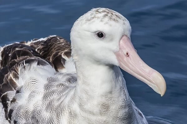 Wandering albatross, Diomedea exulans, in calm seas off Kaikoura, South Island, New Zealand