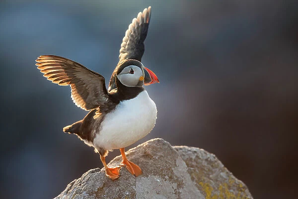 Atlantic Puffin (Fratercula arctica), stretching wings backlit in evening sunlight, Great Saltee Island, Co. Wexford, Republic of Ireland