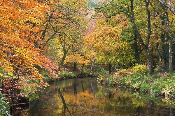 Autumn foliage along the banks of the River Teign at Fingle Bridge, Dartmoor National