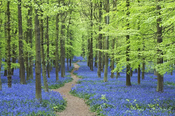 Bluebell Woodland, Bluebells growing in forest beside beech trees, Hertfordshire, England