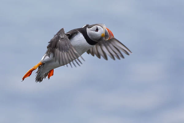 flying Puffin, Isle of Lunga, Treshnish Isles, Scotland, Europe