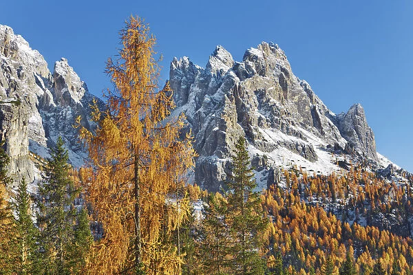 Mountain impression larch forest and Cadini di Misurina - Italy, Veneto, Belluno