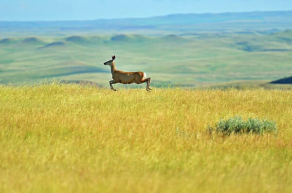 Mule deer (Odocoileus hemionus) Grasslands National Park, Saskatchewan, Canada