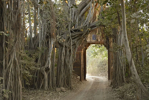 Ranthambore National Park, Rajasthan, India, Asia