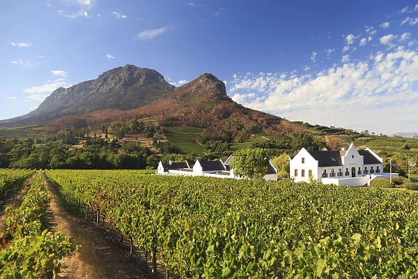 South Africa, Western Cape, Stellenbosch, Zorgvliet Wine Estate
