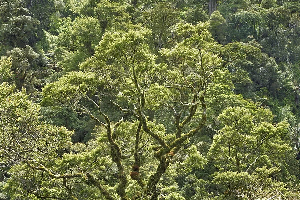 Temperate rainforest - New Zealand, North Island, Gisborne, Te Urewera National Park