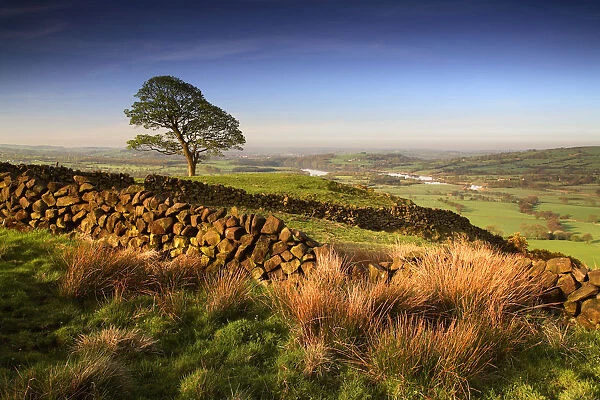 Tree & Stone Wall, near The Roaches, Peak District National Park, Derbyshire, England