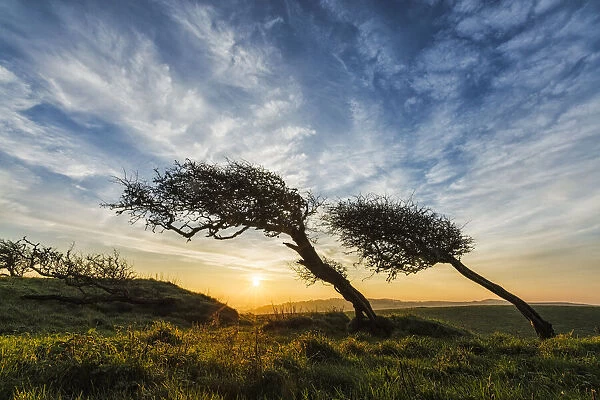 Windswept hawthorn trees, Quarr Hill, Dorset, England