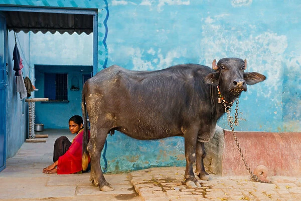Young Indian Girl & Sacred Cow, near Agra, India