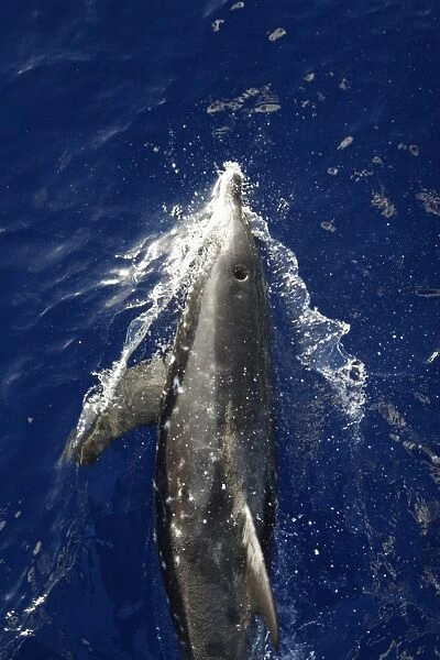 Adult rough-toothed dolphin (Steno bredanensis) bow riding the National Geographic Endeavour near Ascension Island. South Atlantic Ocean