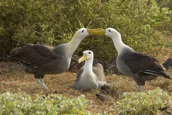 Adult waved albatross (Diomedea irrorata) at breeding colony on Espanola Island in the Galapagos Island Archipeligo, Ecuador. Pacific Ocean. This species of albatross is endemic to the Galapagos Islands. Albatross exhibit a very intricate