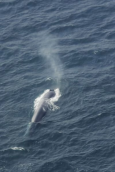 Blue whale (Balaenoptera muscularis) showing characteristic column of spray as it breaths. Aerial photograph. Husavik, Iceland (RR)