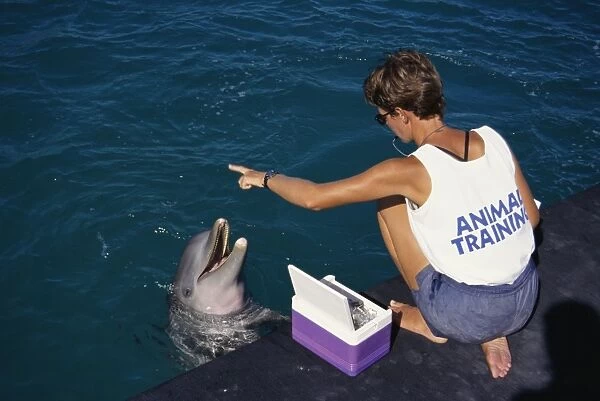 Bottlenose dolphins (Tursiops truncatus) and trainer. Being fed in an enclosure. Bahamas