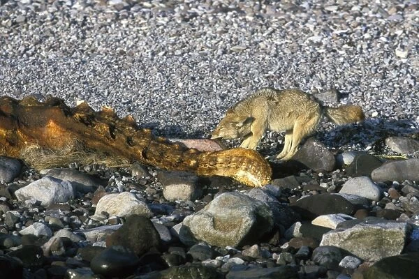 Coyote (Canis latrans) feeding on the carcass of a California Gray Whale (Eschrichtius robustus) calf washed up on Isla Tiburon in the midriff region of the Gulf of California (Sea of Cortez), Mexico