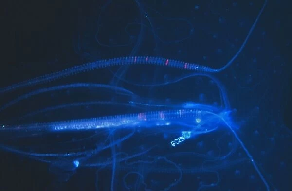 Delicate shape of a Jellyfish against a dark sea. Seychelles
