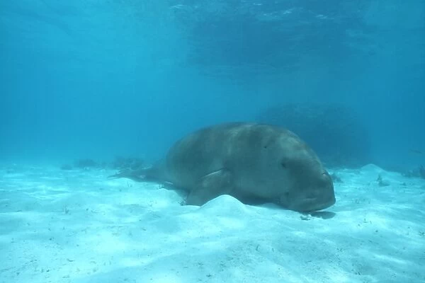 Dugong (Dugong dugong) resting on the sea bed Malaysia