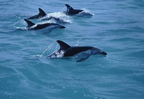 Dusky dolphins (Lagenorhynchus obscurus) surfacing. Kaikoura, New Zealand