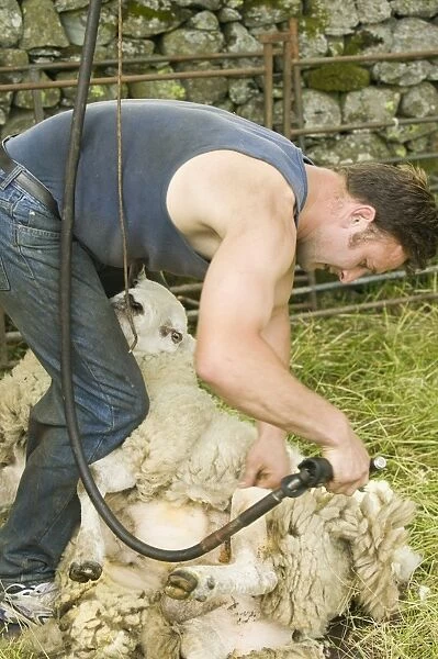 A farmer shearing a sheep